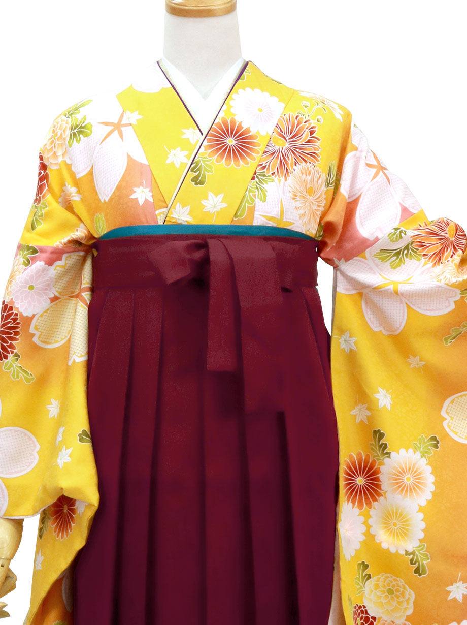 黄色地に桜と菊・臙脂袴（無地）（二尺袖）／卒業式