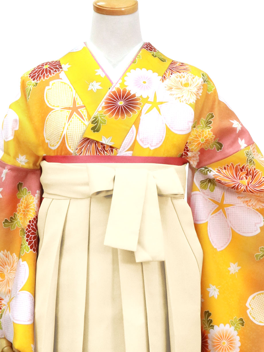黄色地に桜と菊・アイボリー袴（無地）（二尺袖）／卒業式