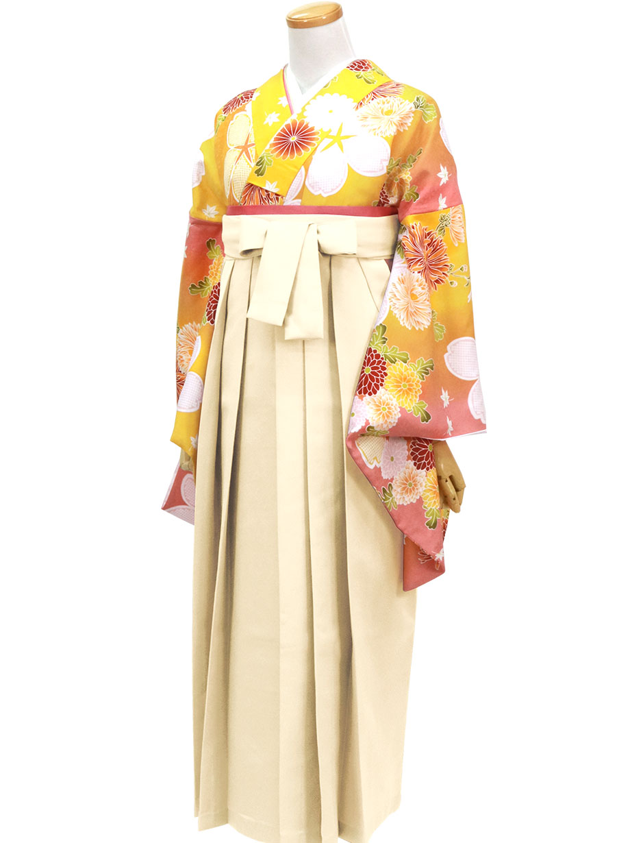 黄色地に桜と菊・アイボリー袴（無地）（二尺袖）／卒業式